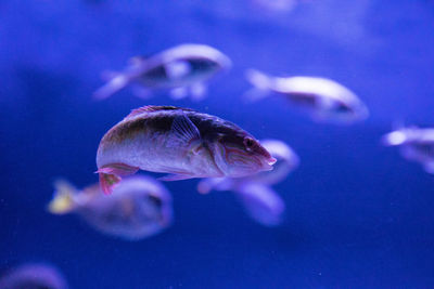 Close-up of fish swimming underwater