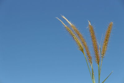 Low angle view of plants against clear blue sky