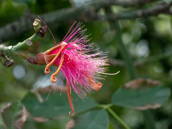 Shaving brush tree flower in gardens by the bay, singapore