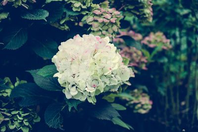 Close-up of pink flower