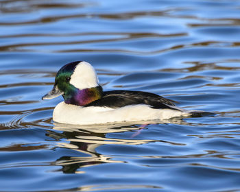 Bird swimming in lake