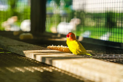 Bird perching on a cage