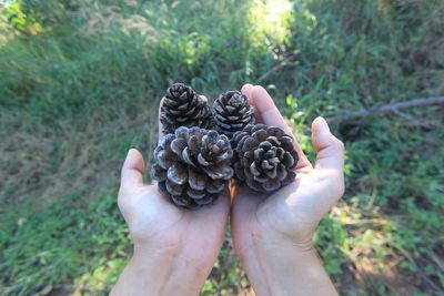 Close-up of hands holding pine cones over land