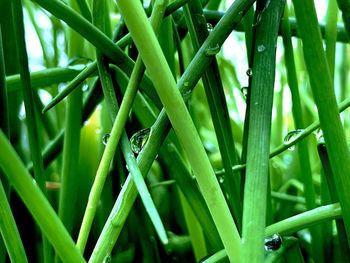 Close-up of wet plants