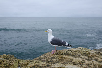 Seagull perching on rock by sea against sky