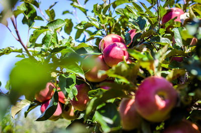 Close-up of berries growing on tree