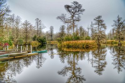 Reflection of trees in water