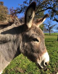 Close-up of a horse on field