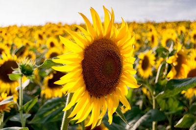 Close-up of sunflower on field