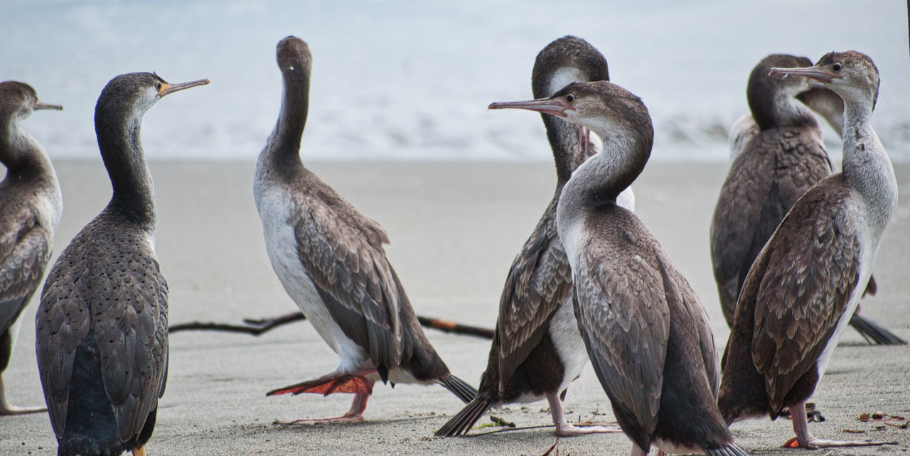 Rough-faced shag