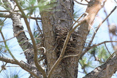 Low angle view of a tree