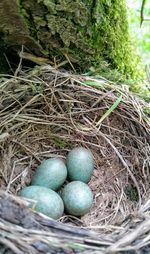 Close-up of eggs in nest