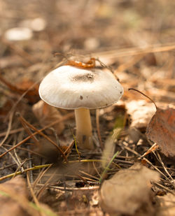 Close-up of mushroom growing on field