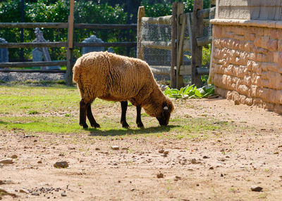 A woolly sheep grazing on a patch of grass in the back of the barn