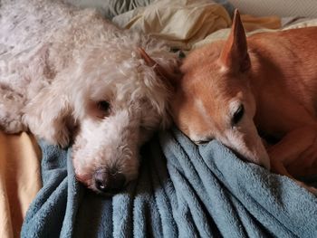 Close-up of dog sleeping on bed at home