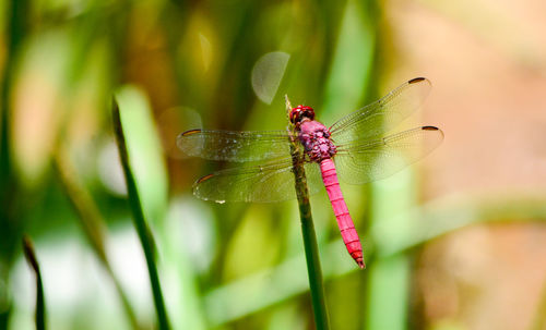 Close-up of dragonfly on leaf