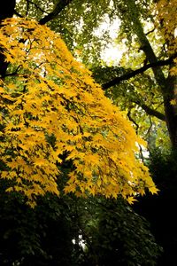 Trees against sky during autumn