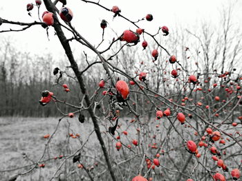 Close-up of red berries on branch