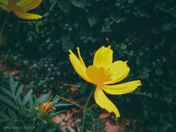 Close-up of yellow flowering plant