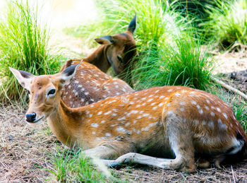 Deer on field