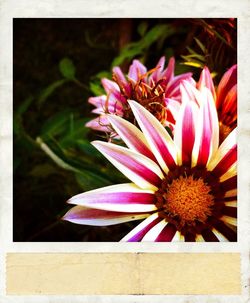 Close-up of pink flowers