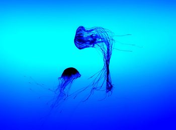 Jellyfish swimming in sea