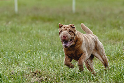 Dog running on grassy field