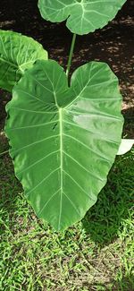 High angle view of fresh green leaves on land