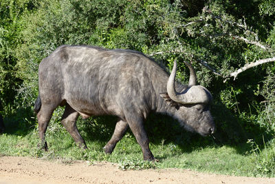 Side view of buffalo walking on grass against trees