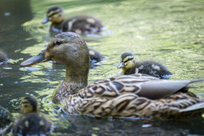 Ducks in a lake