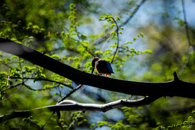 Low angle view of bird perching on branch