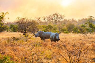 Side view of horse on land against sky