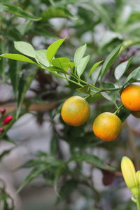 Close-up of fruits on tree