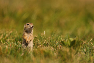 View of an animal on land