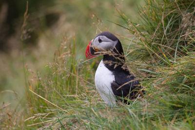 Close-up of bird on field