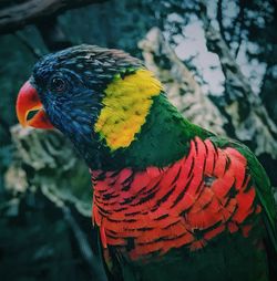 Close-up of parrot on tree