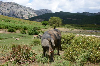 Sheep grazing in a field