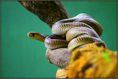 Close-up of snake