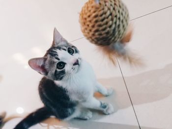 Close-up of cat sitting