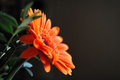 Close-up of orange flower