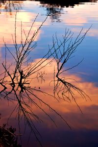Silhouette of tree against sky during sunset