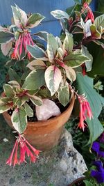 Close-up of potted plant