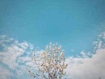 Low angle view of blooming tree against sky