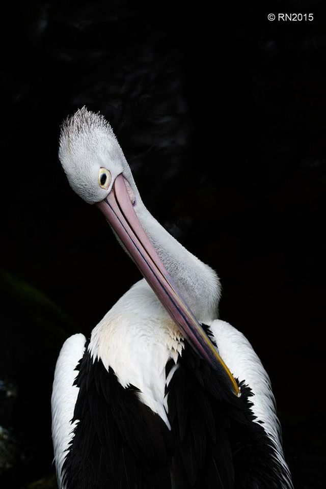 bird, animal themes, animals in the wild, wildlife, one animal, beak, close-up, nature, feather, white color, focus on foreground, side view, animal head, avian, swan, zoology, outdoors, beauty in nature, no people