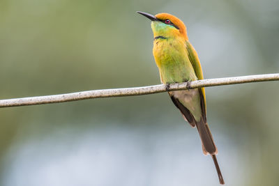 Bird perching on branch