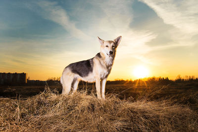 View of dog standing on field against sky during sunset