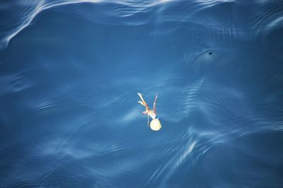 High angle view of jellyfish swimming in sea