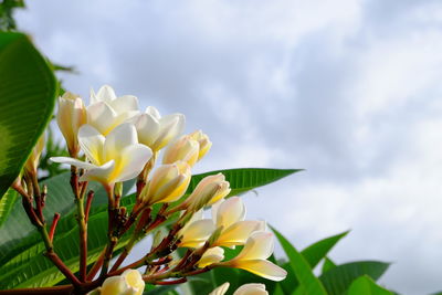 Close-up of yellow flowering plant