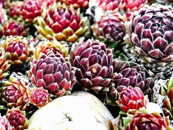 Close-up of fruits