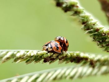 Close-up of bee on a plant